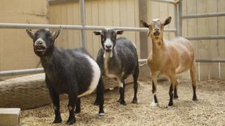 Barnyard Playground