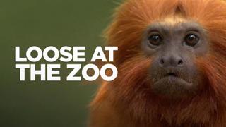 Loose at the Zoo