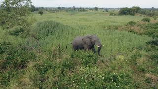 The Elephant in the Room