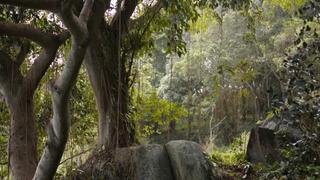 Bigfoot and Yetis: Part 1