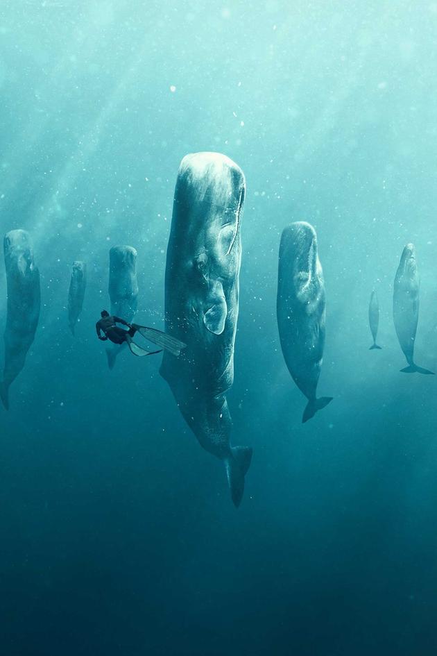 Whale with Steve Backshall