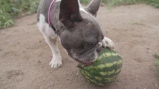 Mission: Melon