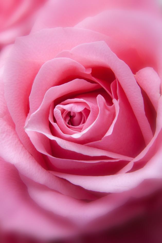 Watch The Rose Parade Streaming Online on Philo (Free Trial)