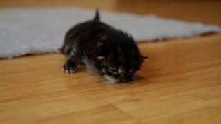Kittens Being Kittens