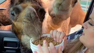 Funniest Pets of the Year So Far - 2023