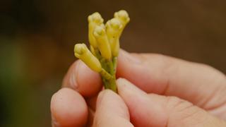 Hunting for Ancient Spices in Thekkady