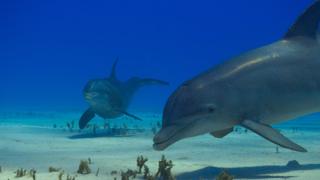 Ocean Hunters