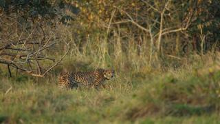 Cheetahs: Fastest on Earth!