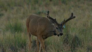 Forest Fawns