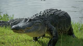 See You Later, Alligator!