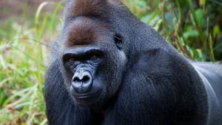 British Gorillas