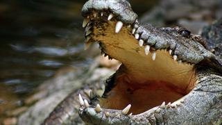 Wild Boys: Wild Crocs