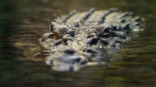 Girls Catch Crocs Too