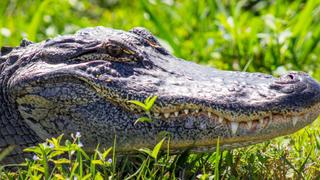 Croc School