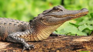 Crocoseum