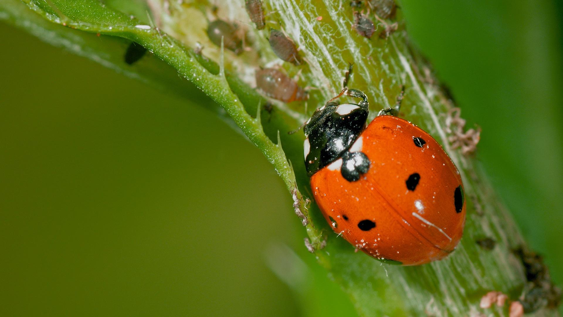 Microkillers Sometimes You Feel Like A Nut microkillers-sometimes-you-feel-like-a-nut