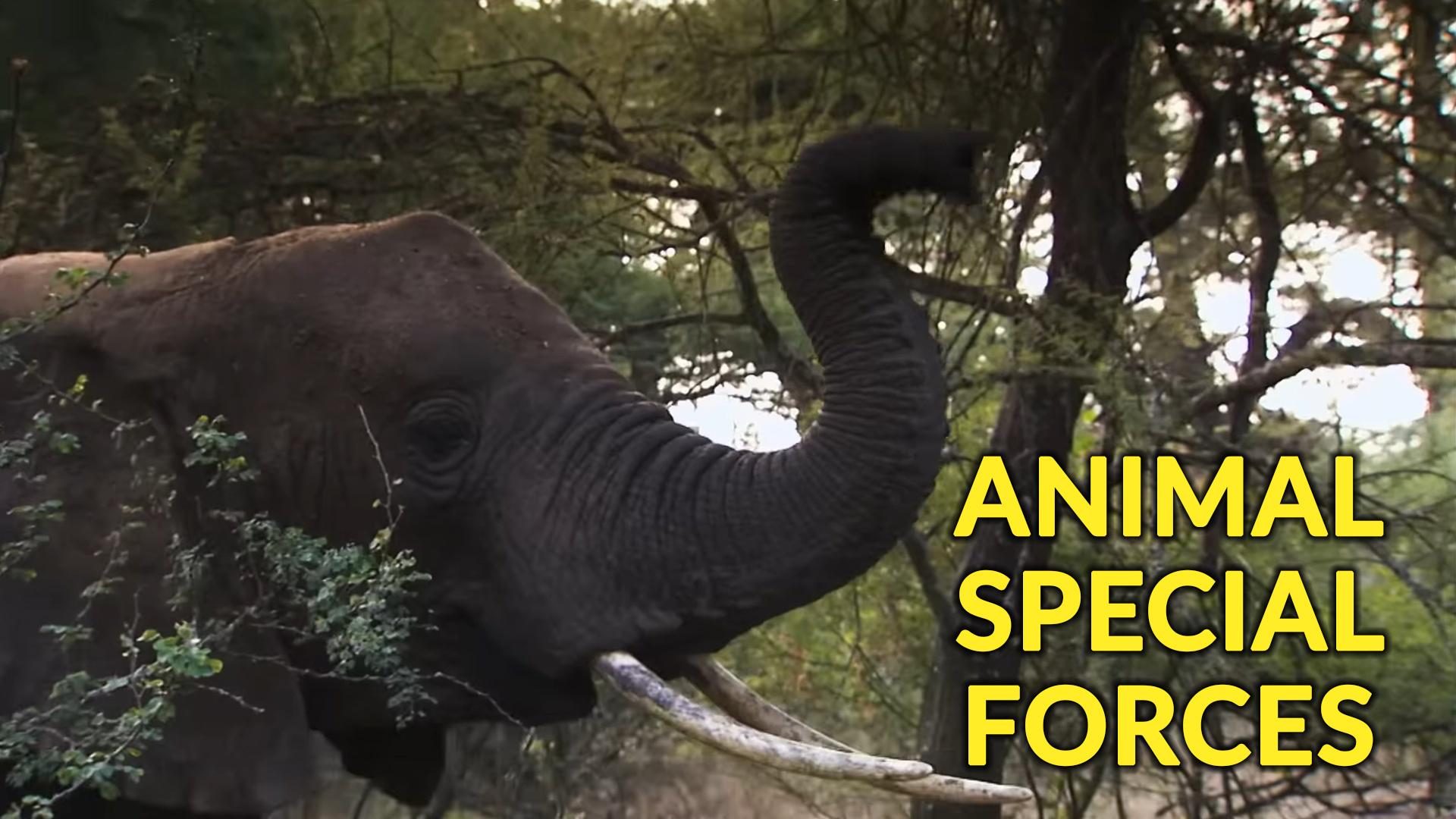 Watch Animal Special Forces Streaming Online on Philo (Free Trial)