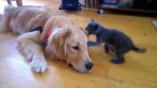Tiny Pets