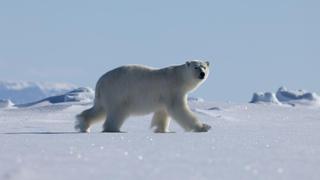 Baffin Island