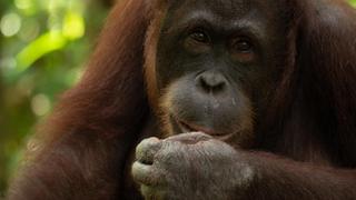Borneo