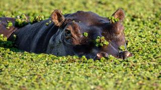 Okavango