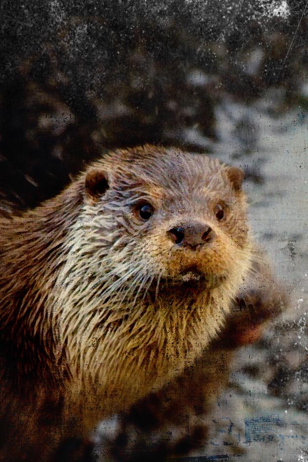Shetland's Otters