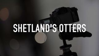 Shetland's Otters