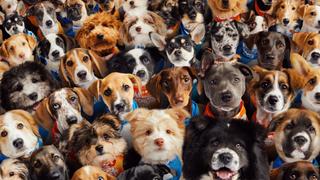 Puppy Bowl XX Pregame Show