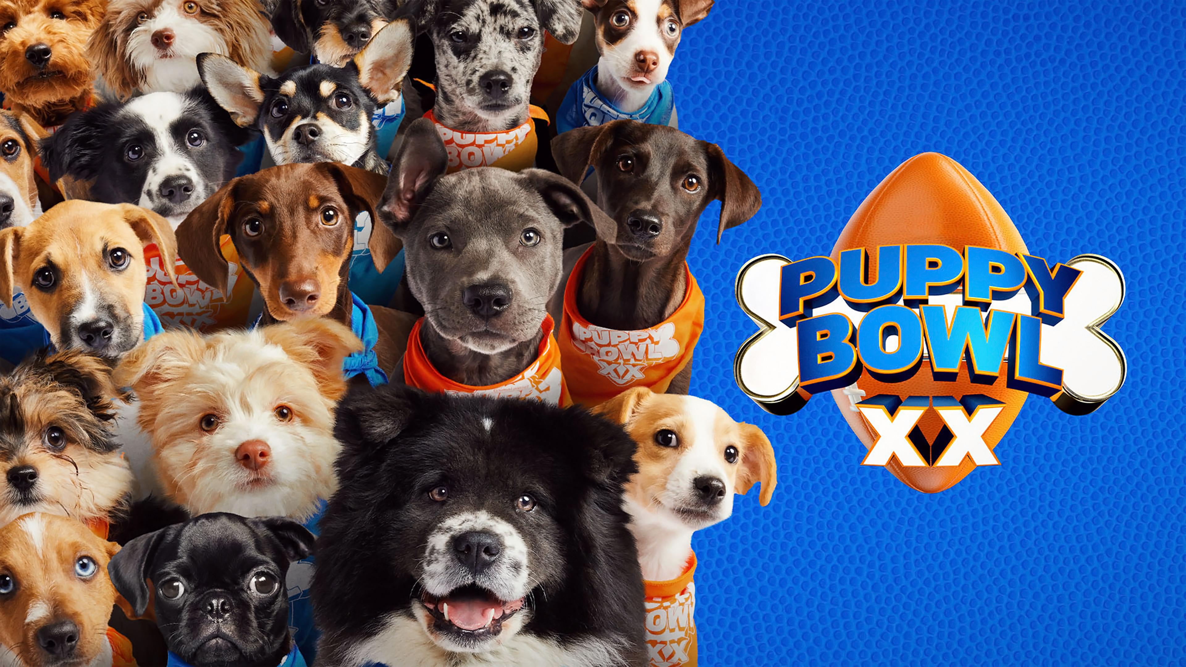 Watch Puppy Bowl XX Streaming Online on Philo (Free Trial)