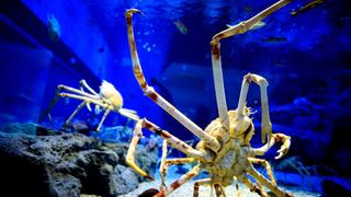 Aquatic Monsters