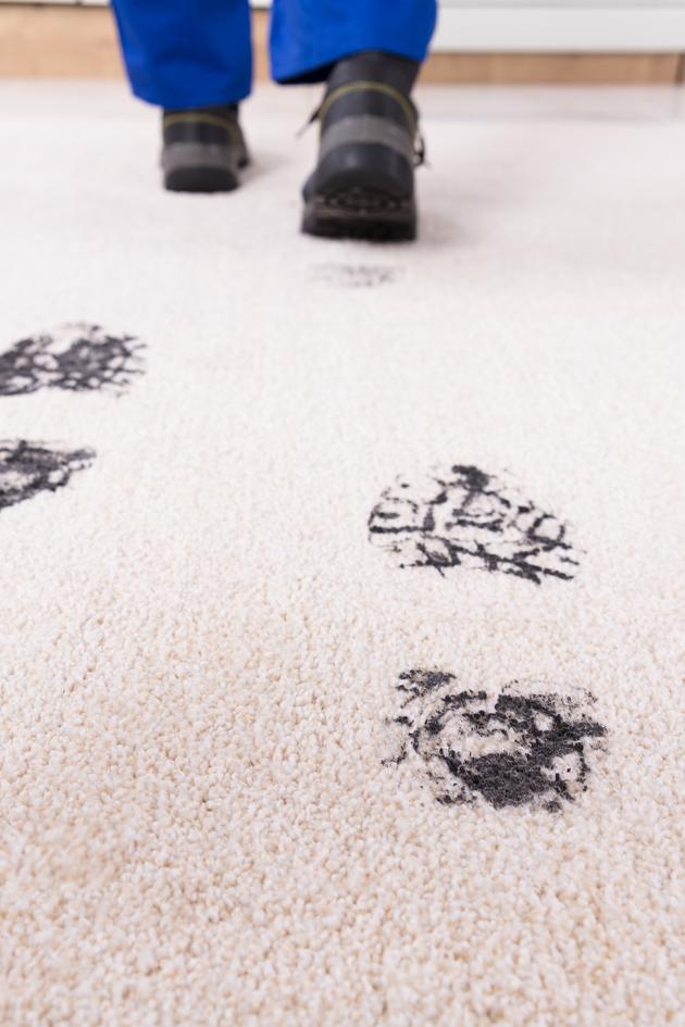 Cleaner, Fresher Carpets with Shark