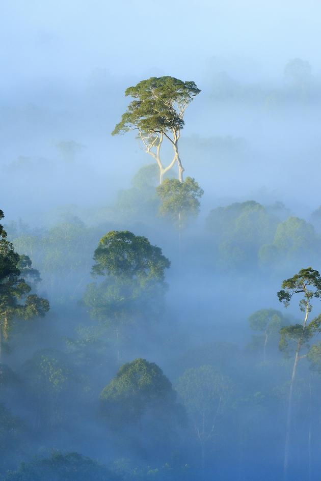 Borneo: Earth's Ancient Eden