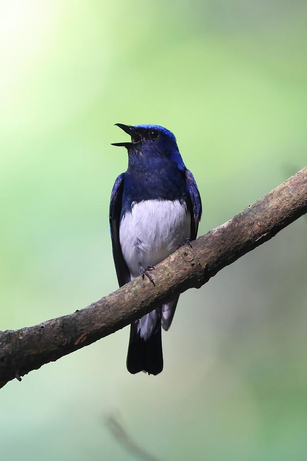 The Early Bird (Catches the Worm)