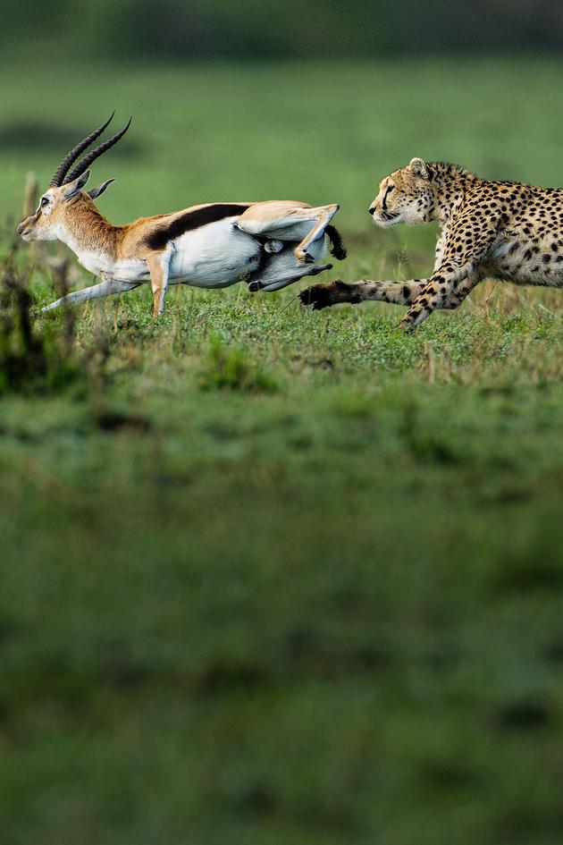 Predator v Prey