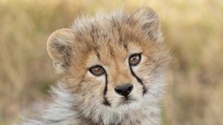 Cheetah