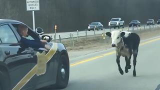 Roadway Ridiculousness