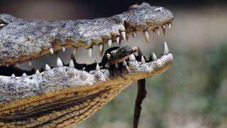 Crocodile