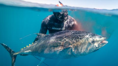 Southern Bluefin Tuna Epic