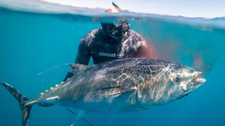 Southern Bluefin Tuna Epic