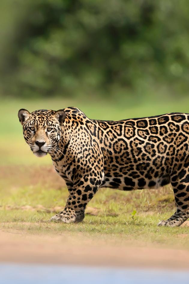 Wildlife Heroes