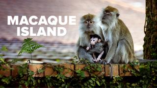 Macaque Island