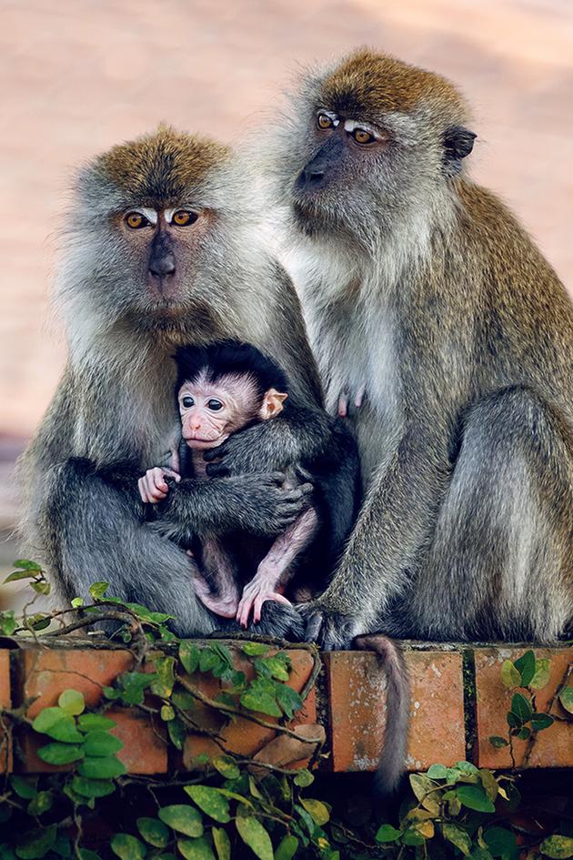 Macaque Island