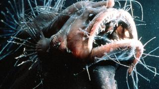 The Deep