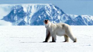Frozen Seas
