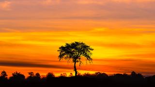 Dawn Pond of Brazil