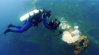 Sharks at Palau's Blue Corner + Ocean Cave Diving in the Bahamas