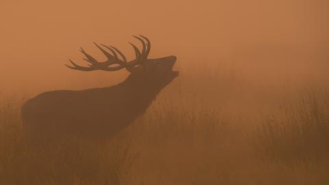 The Wilds of Winter