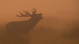The Wilds of Winter