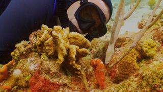 Canal Boats of Lake Champlain + Seahorses and Pipefish