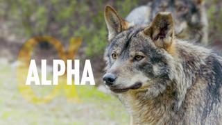 Alpha
